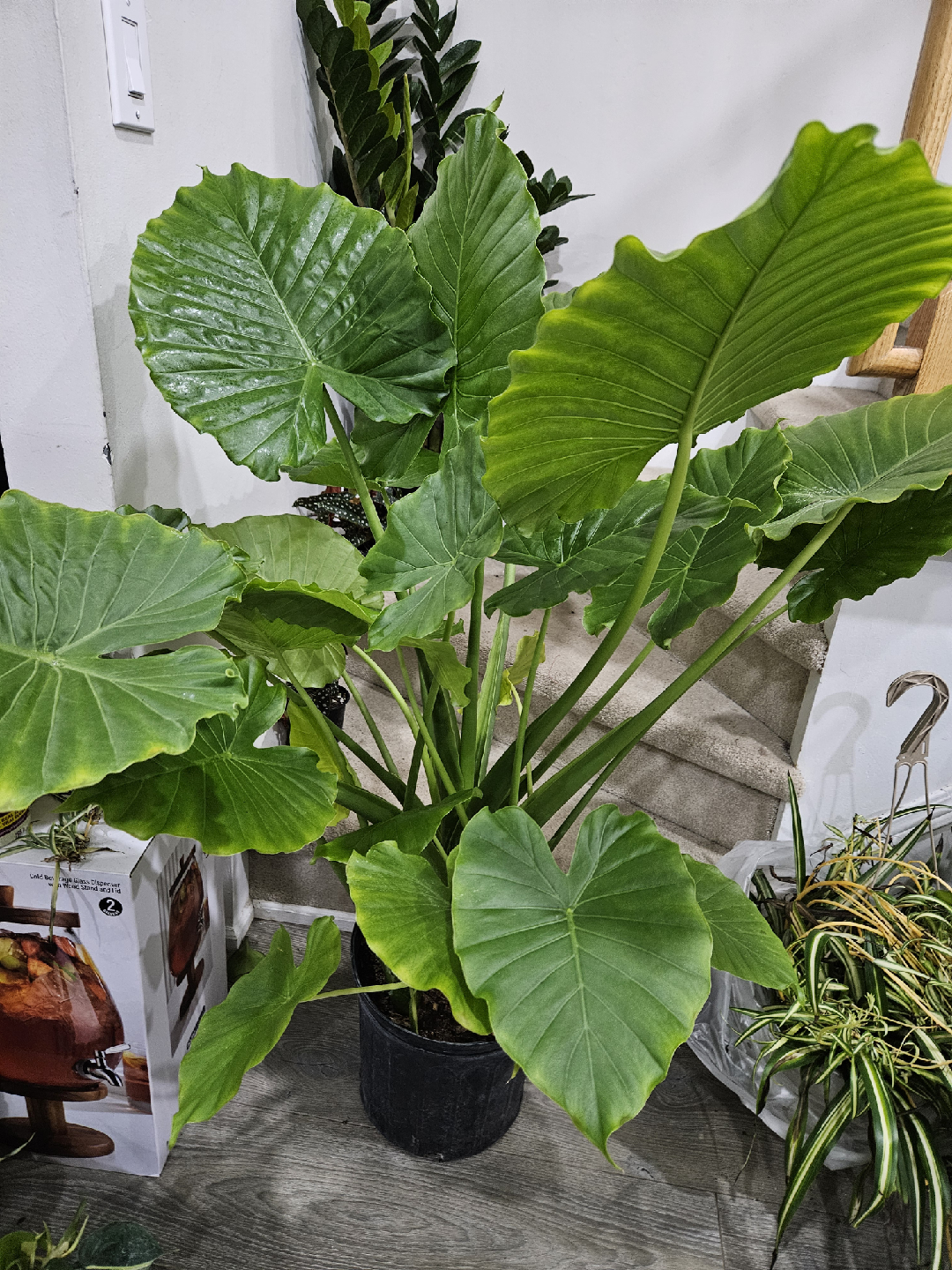 Elephant Ear Plant - Alocasia