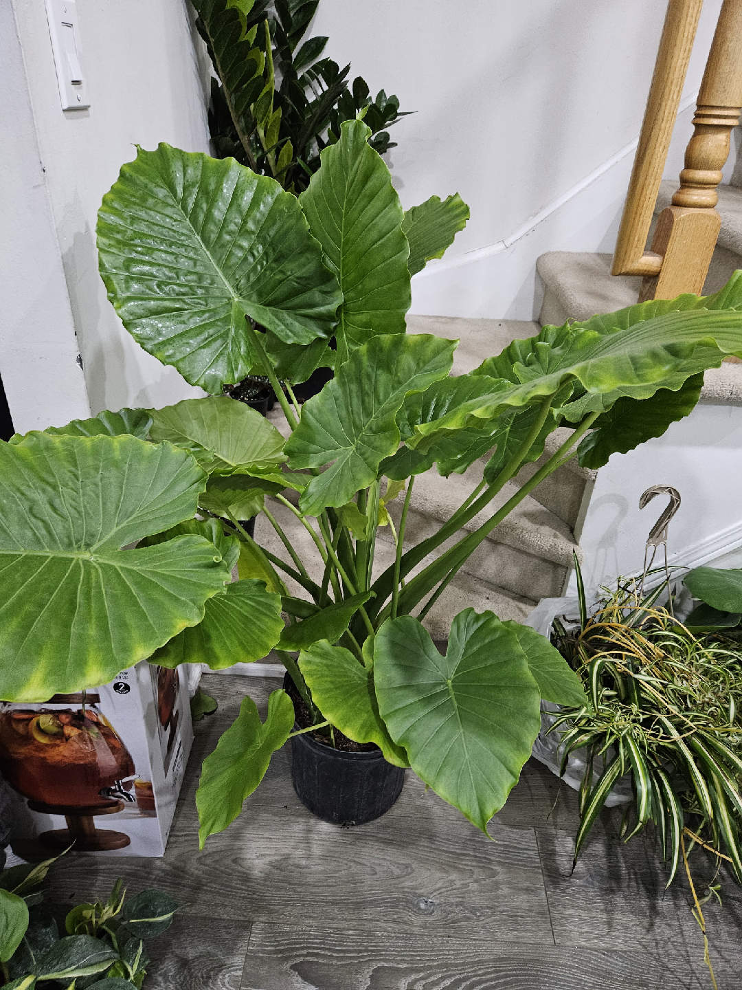 Elephant Ear Plant - Alocasia - photo 3