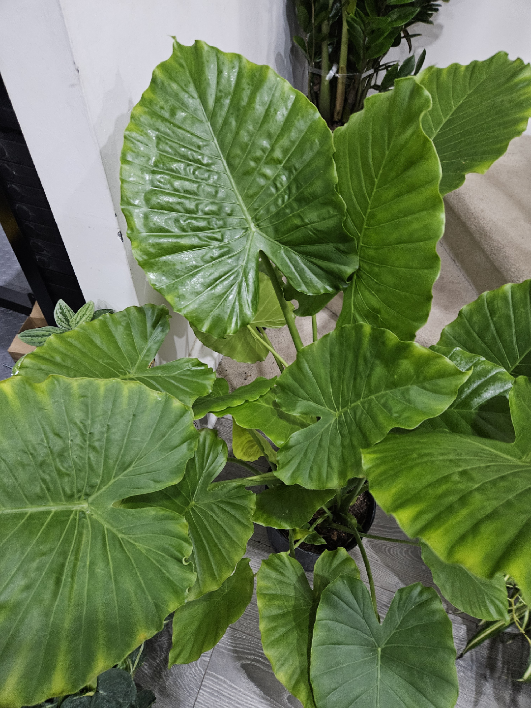 Elephant Ear Plant - Alocasia - photo 4