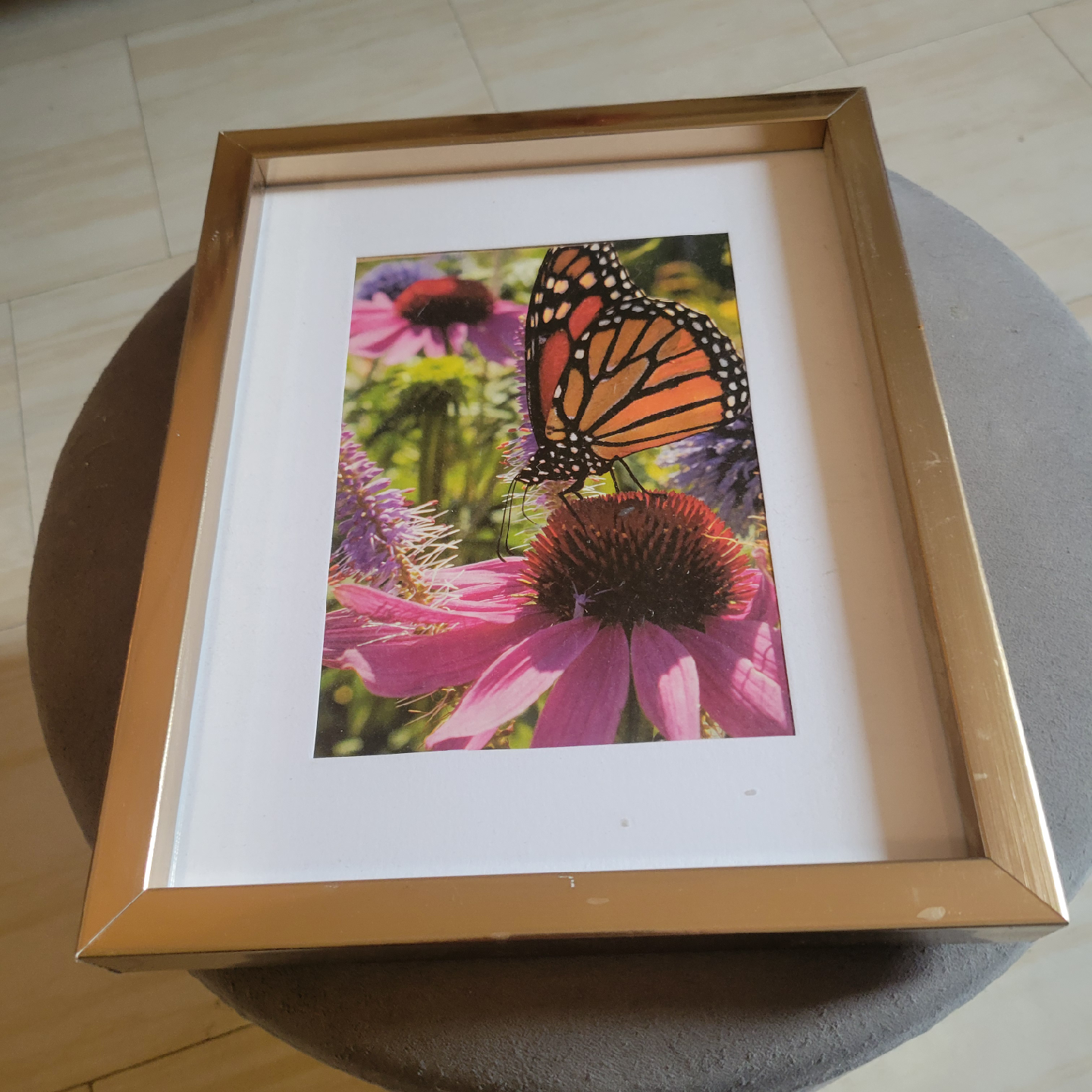 Framed Butterfly Art