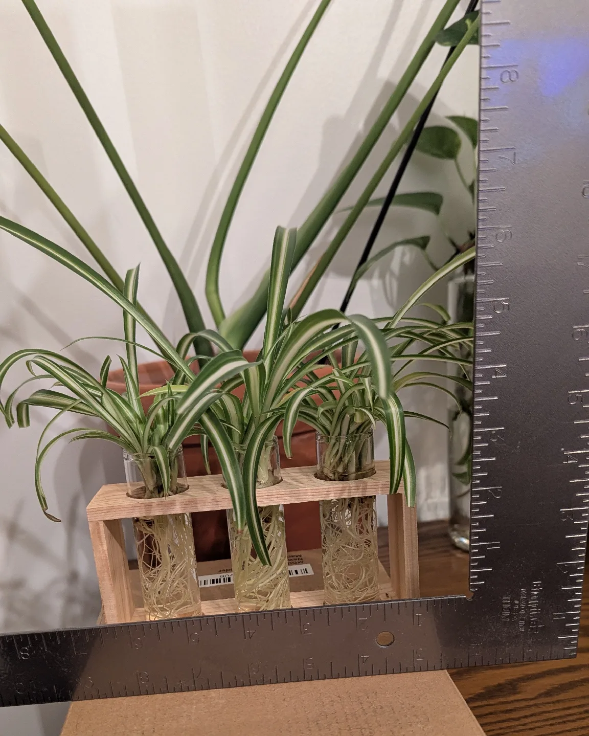 Spider Plant Propagation Station image indicator(5)