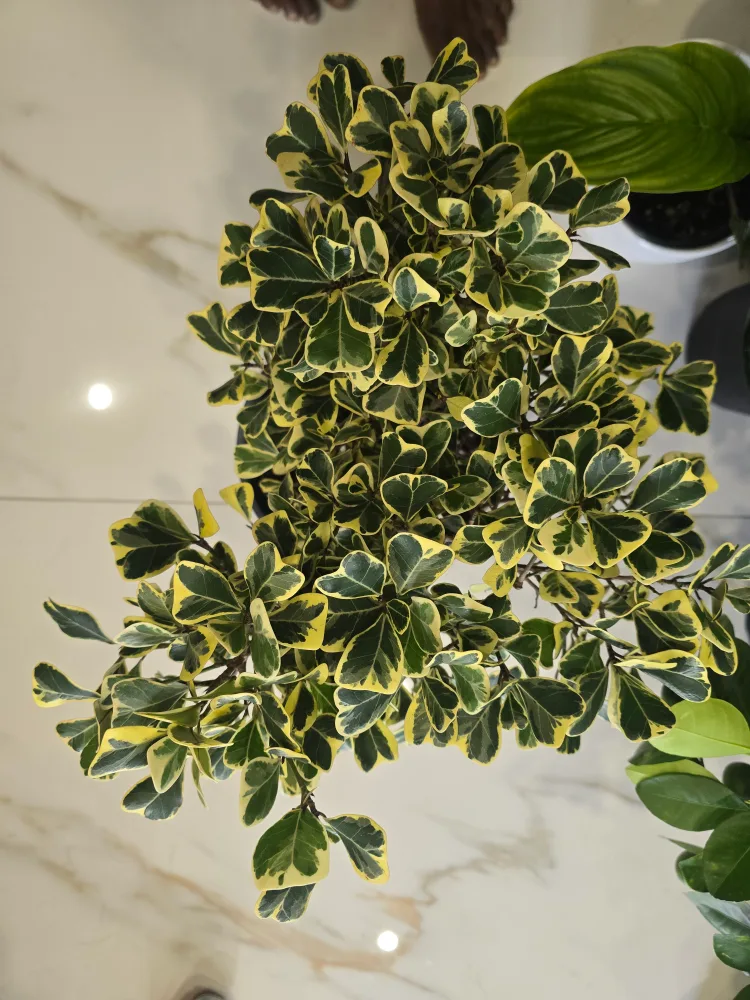 Variegated Ficus Triangularis  10"pot image indicator(4)