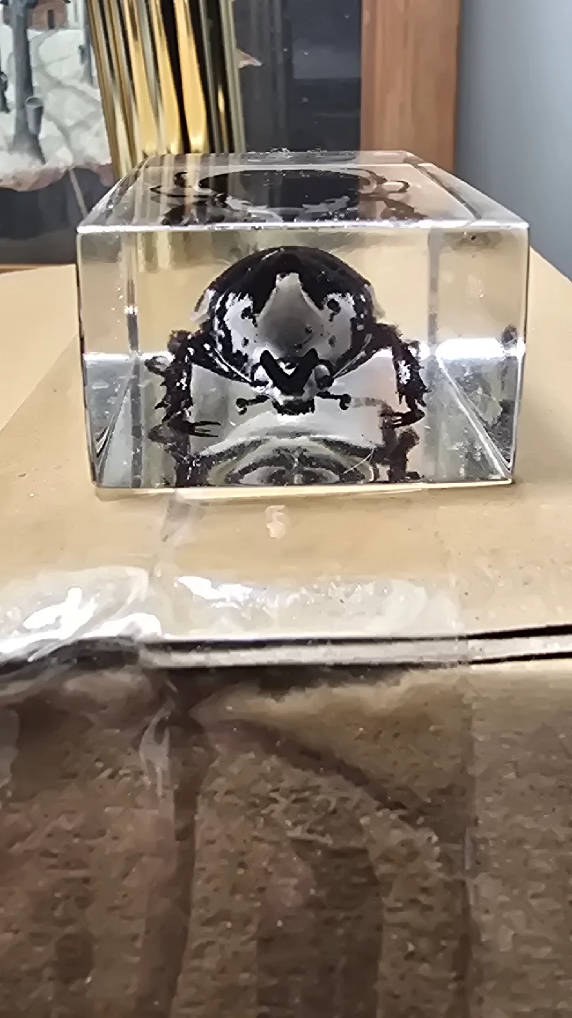 Beetle Specimen in Resin image indicator(2)