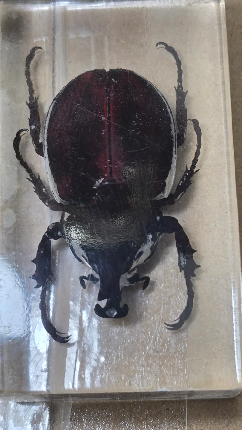 Beetle Specimen in Resin image indicator(3)
