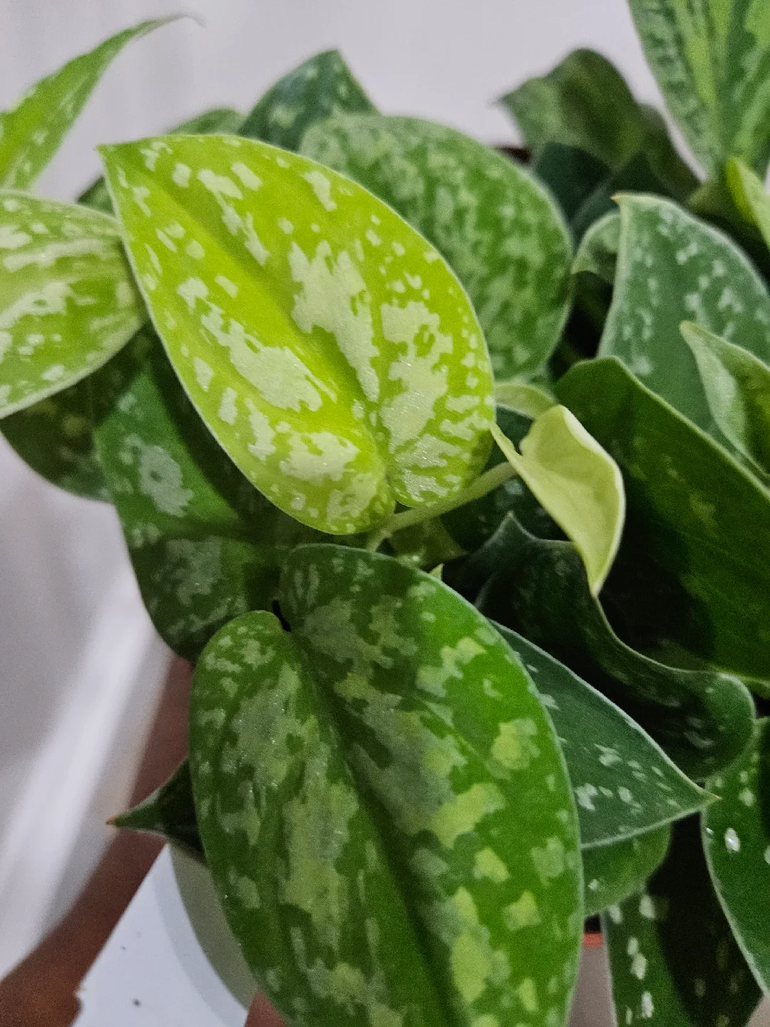 scindapsus tricolor borneo  Plant🧡 image indicator(4)