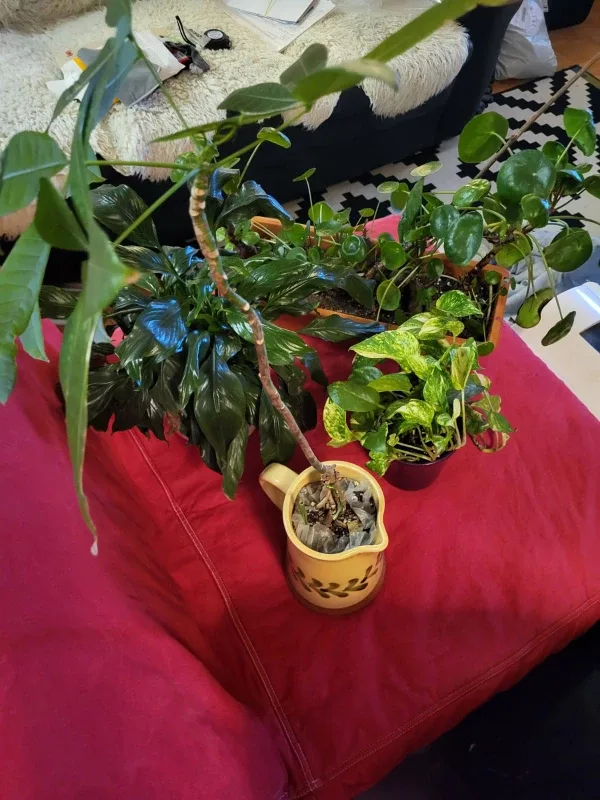 4 healthy Potted House Plants in pots image indicator(2)