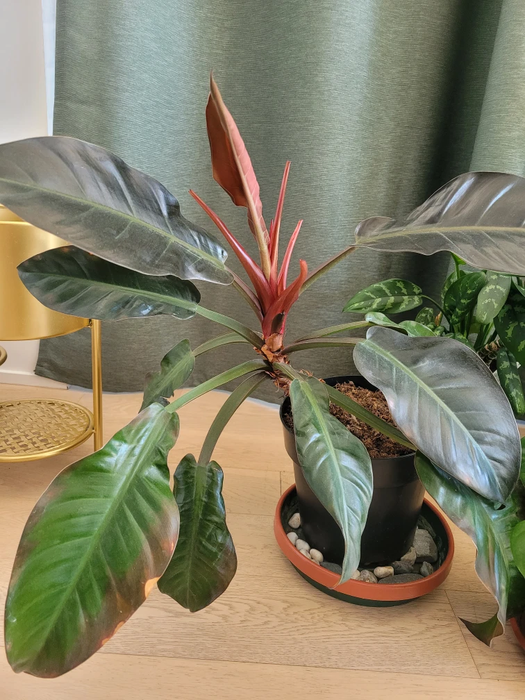Beautiful healthy plants - photo 2