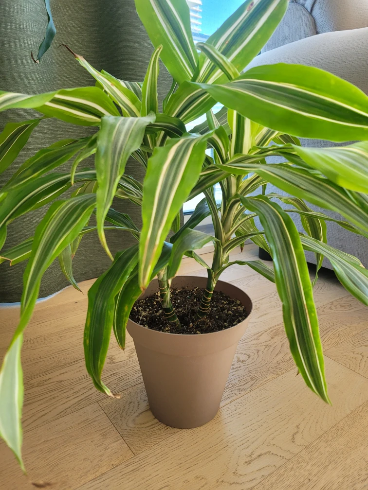 Beautiful healthy plants - photo 3