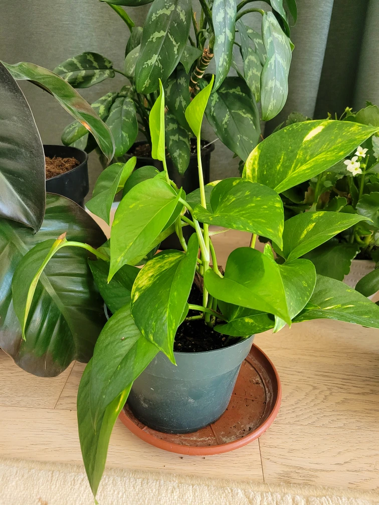 Beautiful healthy plants - photo 5