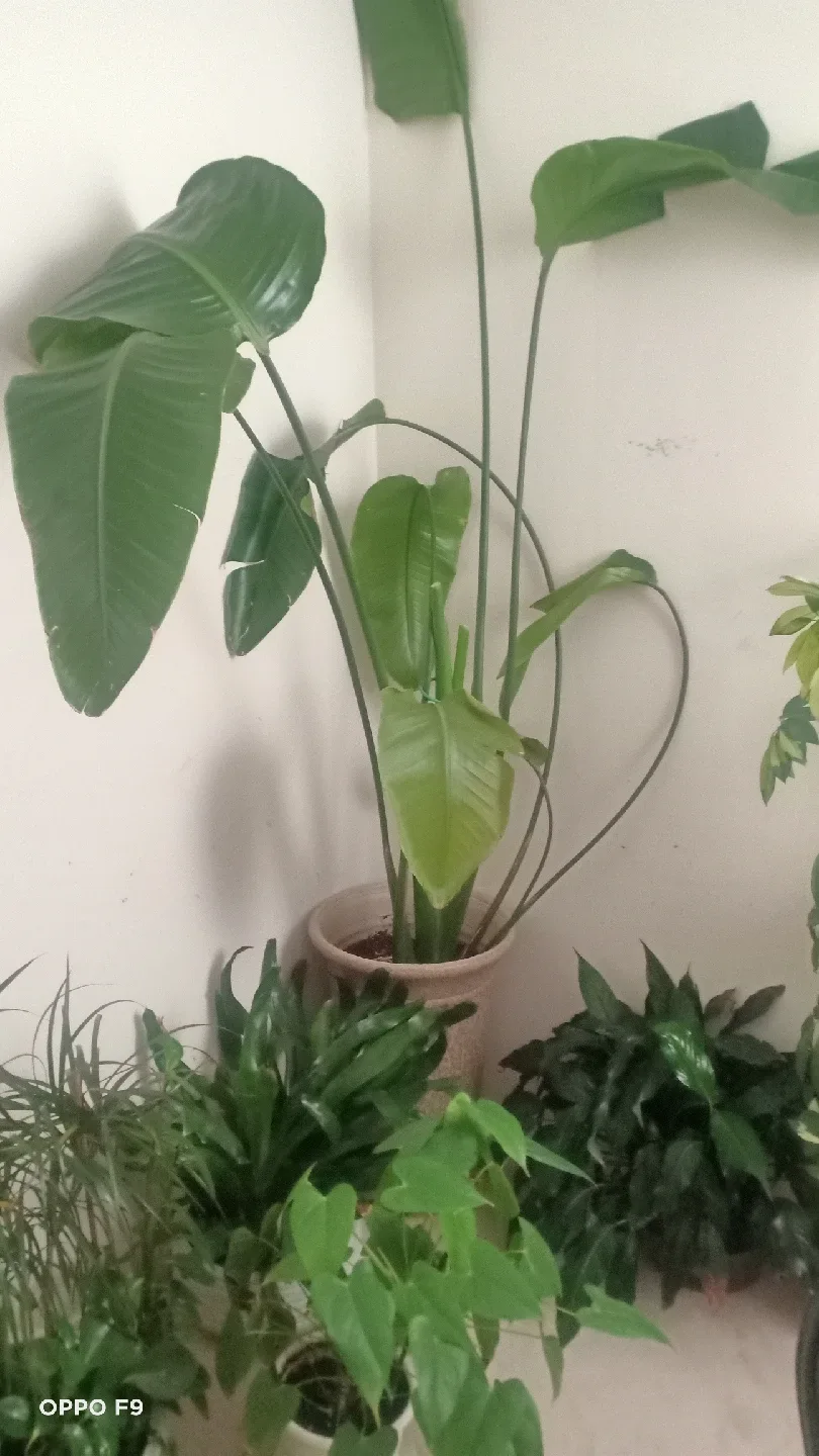 Indoor Plants image indicator(2)