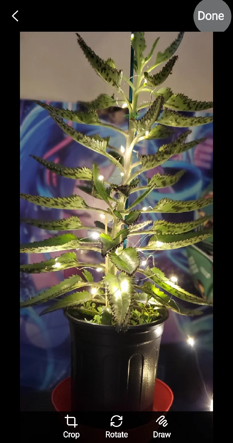 Mother of Thousands Plant with Lights image indicator(2)