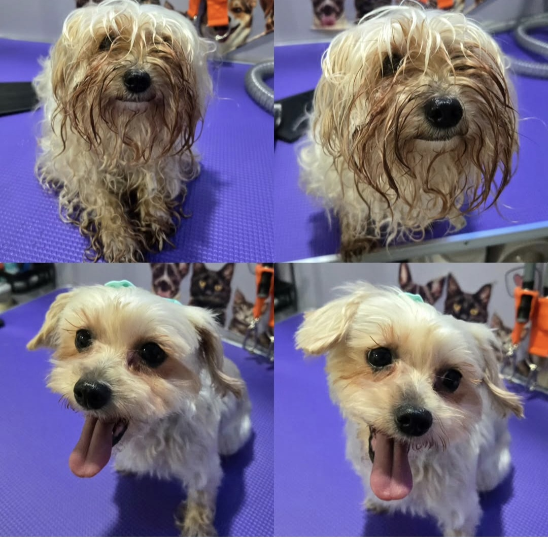Shampoo and conditioner for dogs.