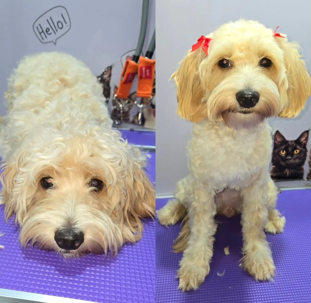 Shampoo and conditioner for dogs. image indicator(2)