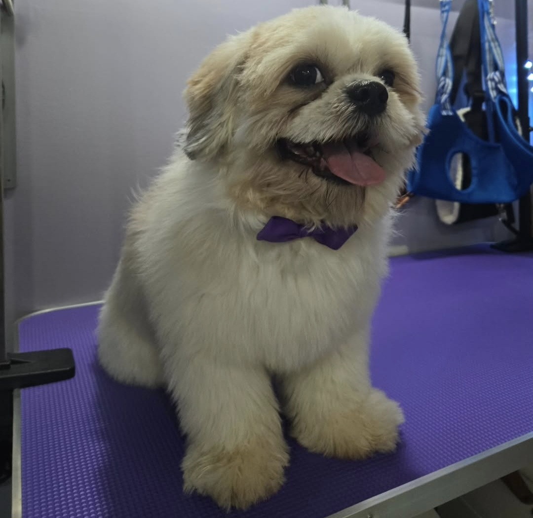 Shampoo and conditioner for dogs. - photo 3
