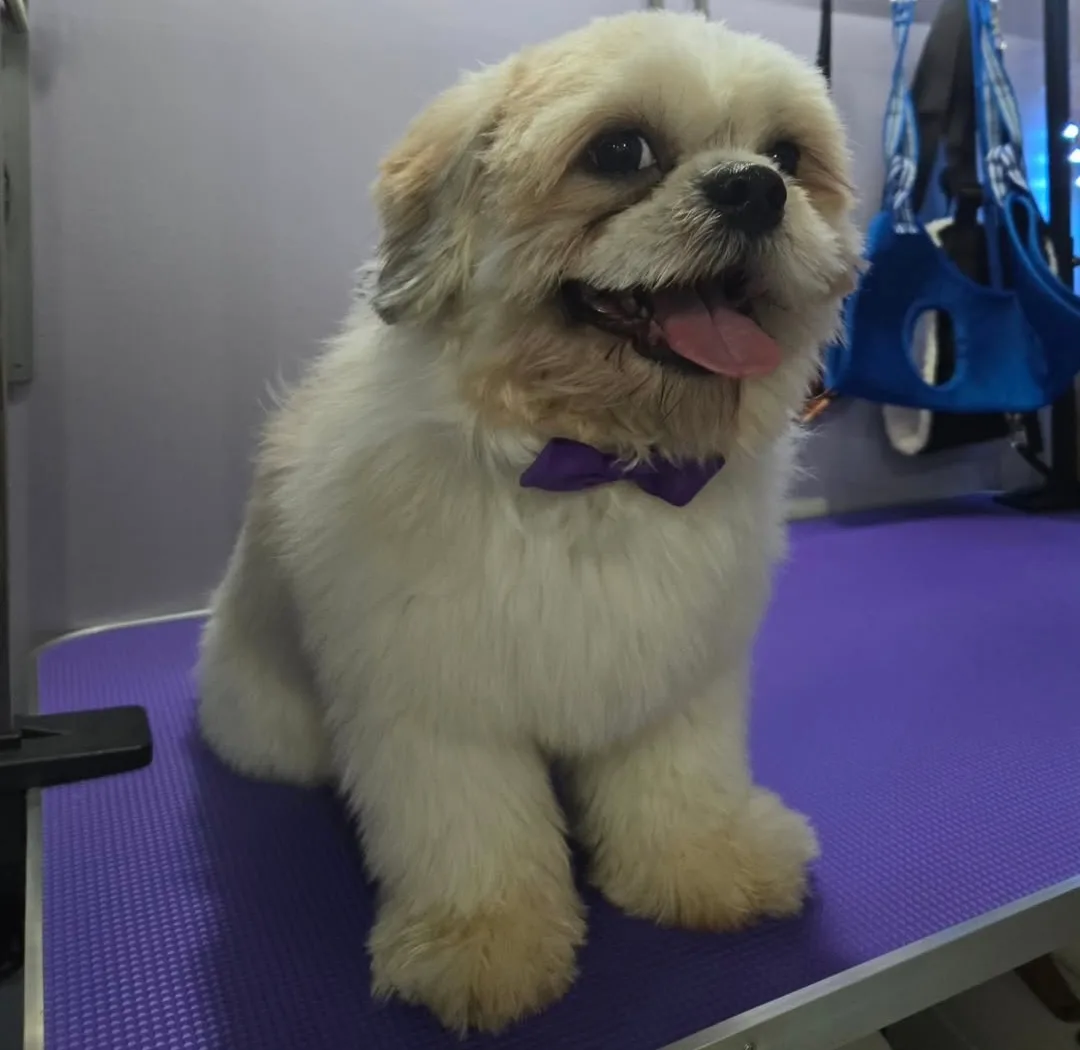 Shampoo and conditioner for dogs. image indicator(3)