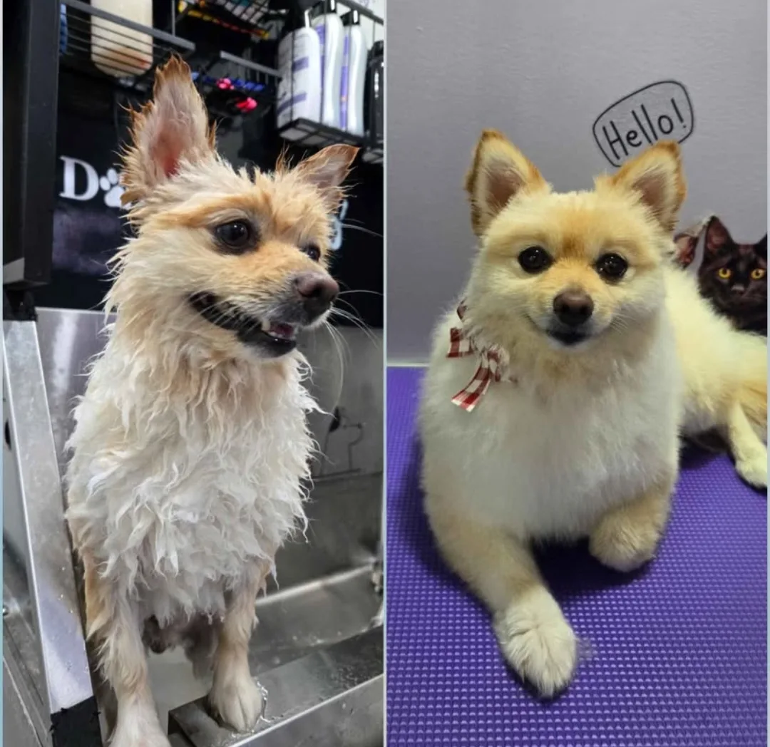 Shampoo and conditioner for dogs. image indicator(4)