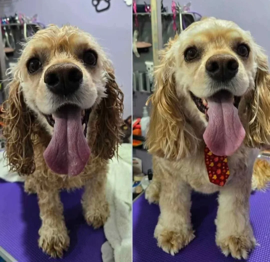 Shampoo and conditioner for dogs. image indicator(5)