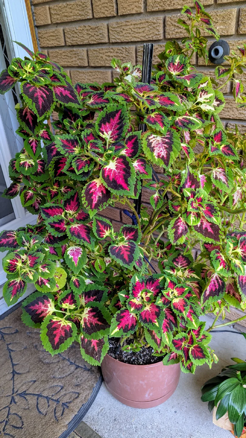 Large coleus plant Beautiful display of colours 4 feet tall image indicator(2)