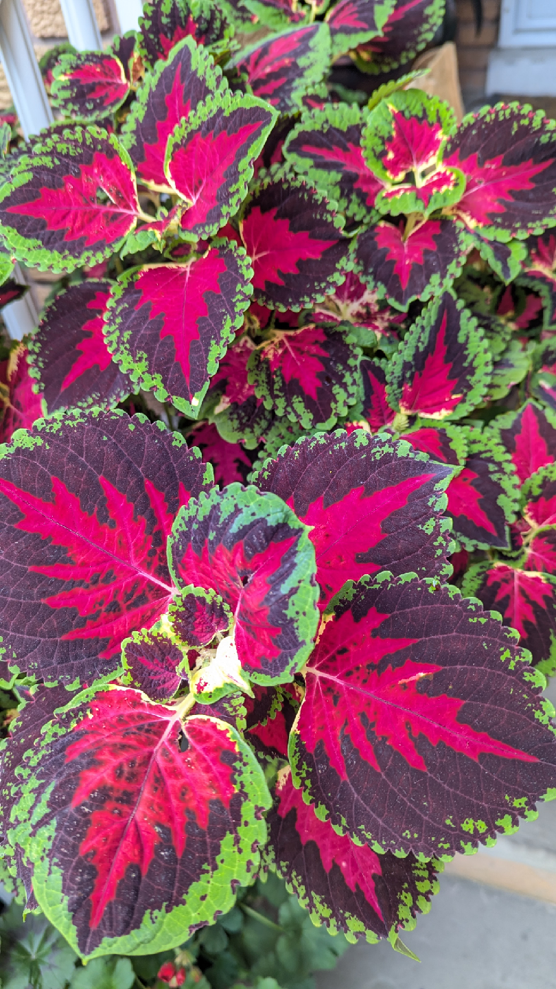 Coleus plant Beautiful display of colours