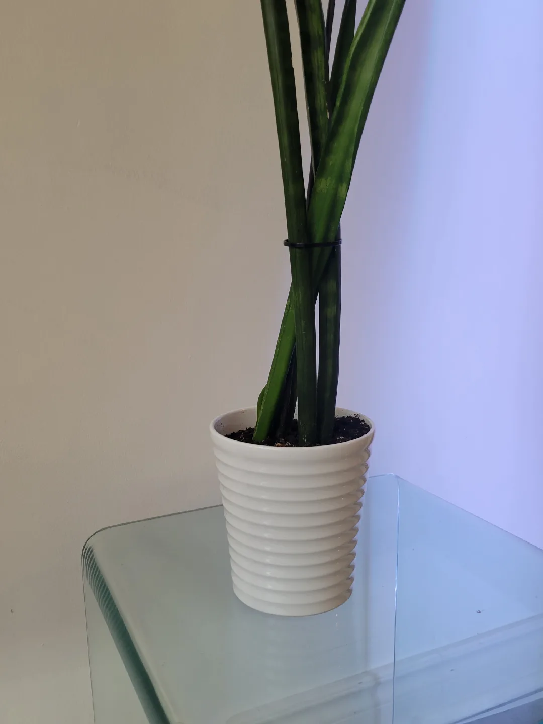Snake Plant in White Pot  - 3.6Ft Tall image indicator(2)