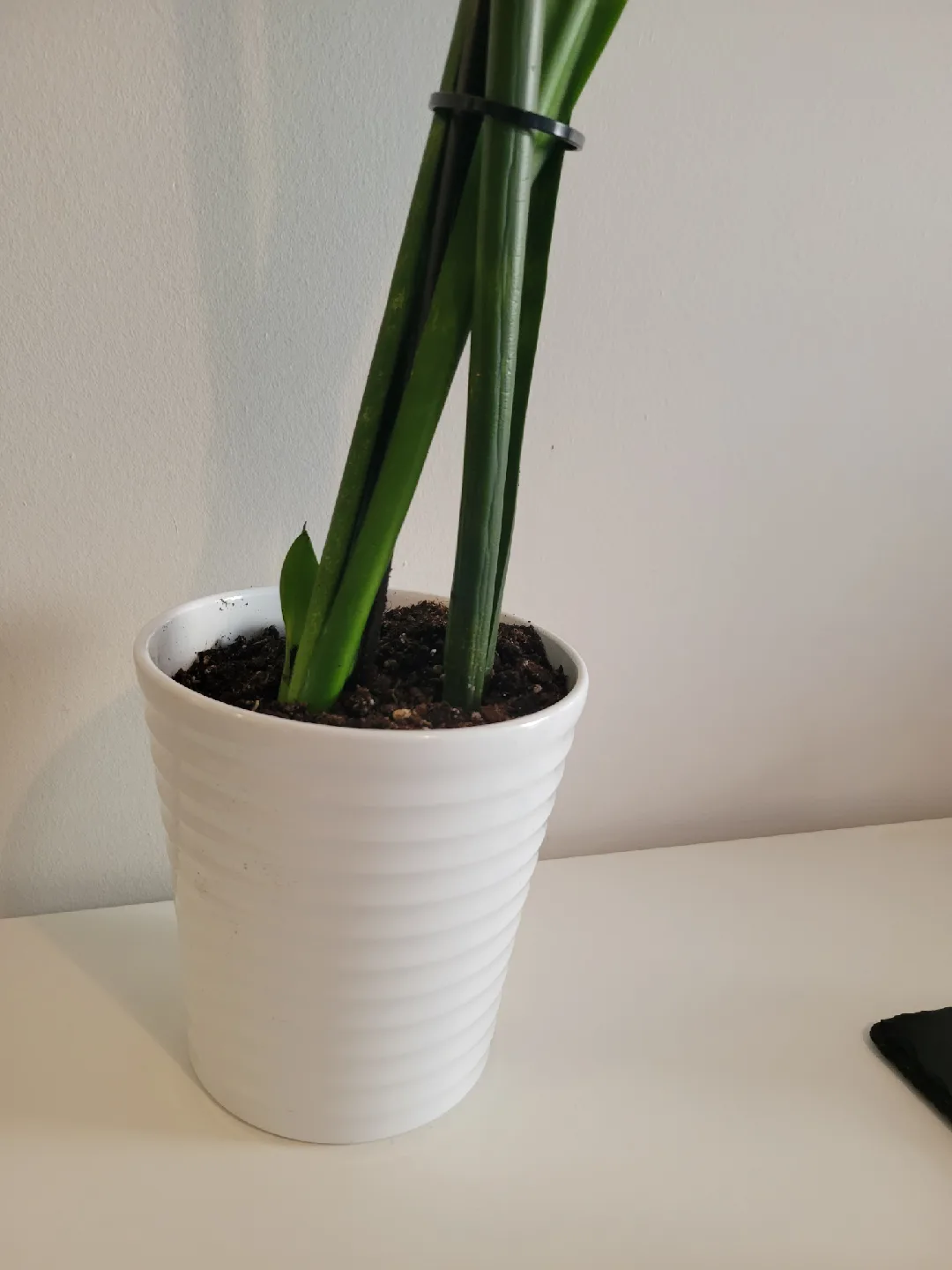 Snake Plant in White Pot  - 3.6Ft Tall image indicator(4)