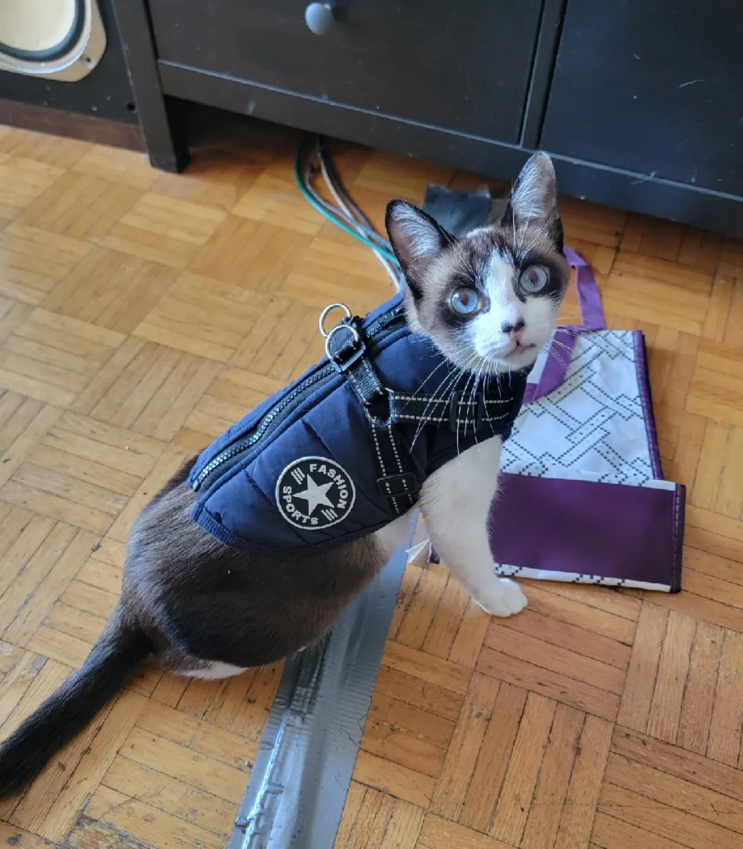 🧡 Fashion Sports Pet Harness Vest - Size S thumbnail