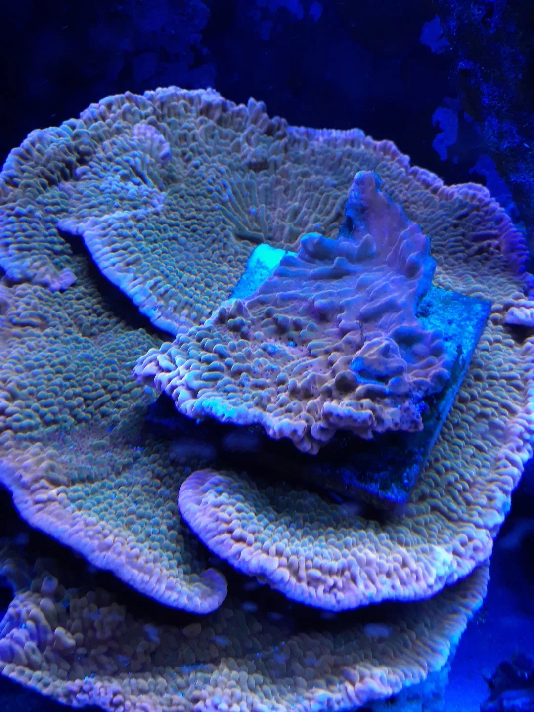 live coral, orange plating montipora image indicator(3)
