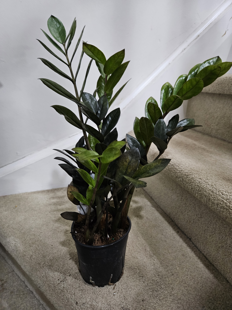 ZZ Plant🥕 - photo 2