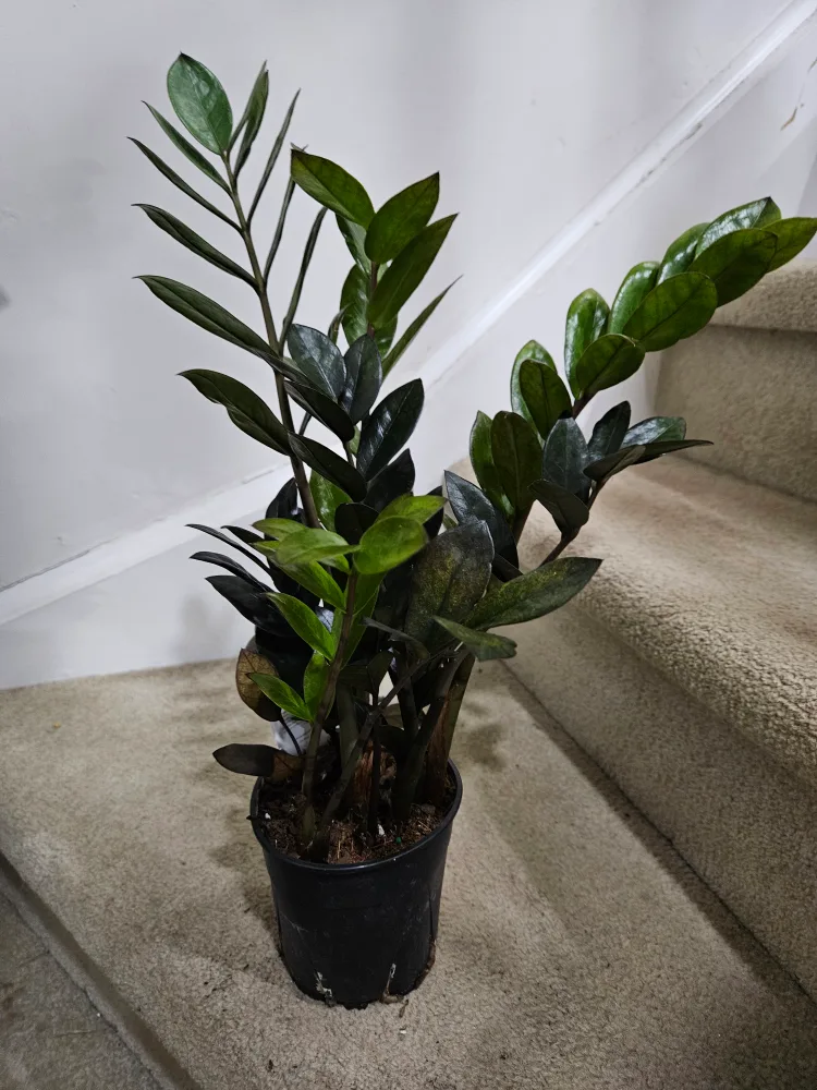 ZZ Plant🥕 image indicator(2)