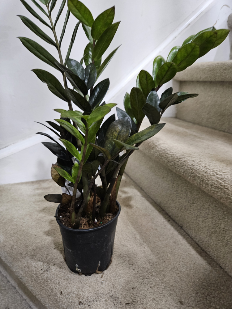 ZZ Plant🥕 - photo 3
