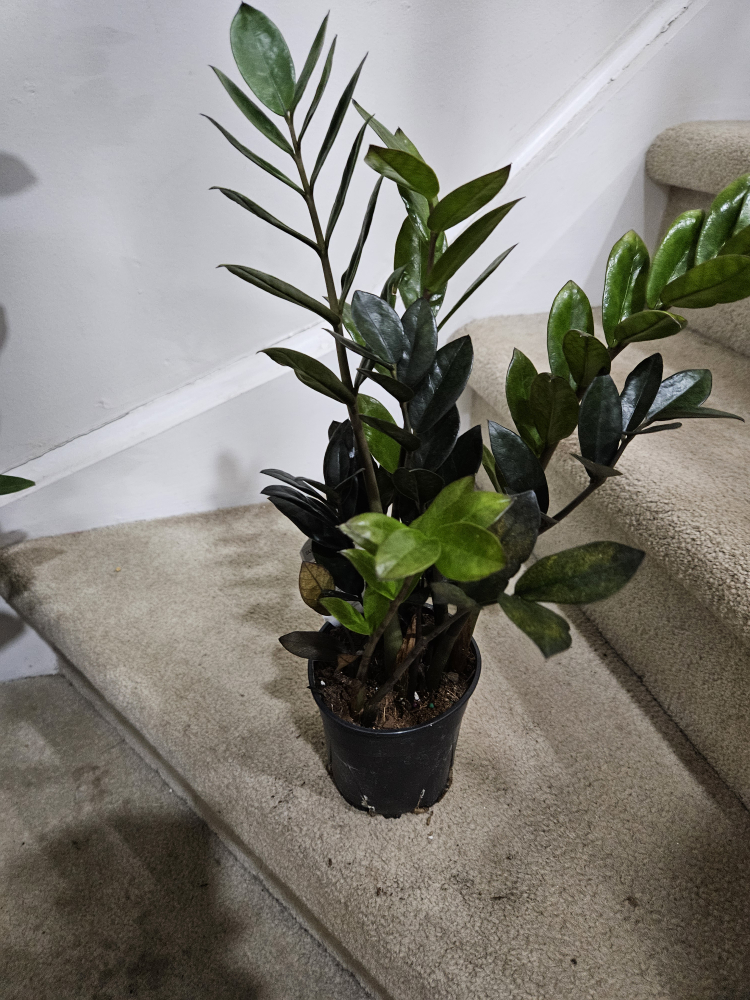 ZZ Plant🥕 - photo 4