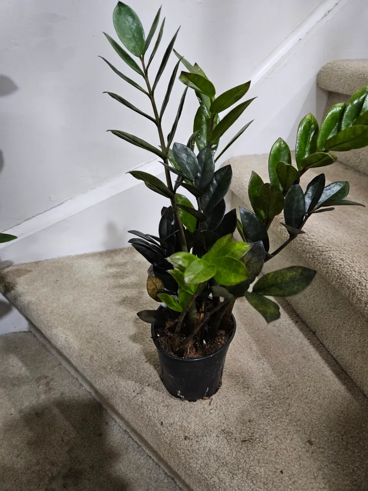 ZZ Plant🥕 image indicator(4)