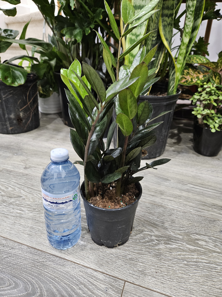 ZZ Plant🥕 - photo 5