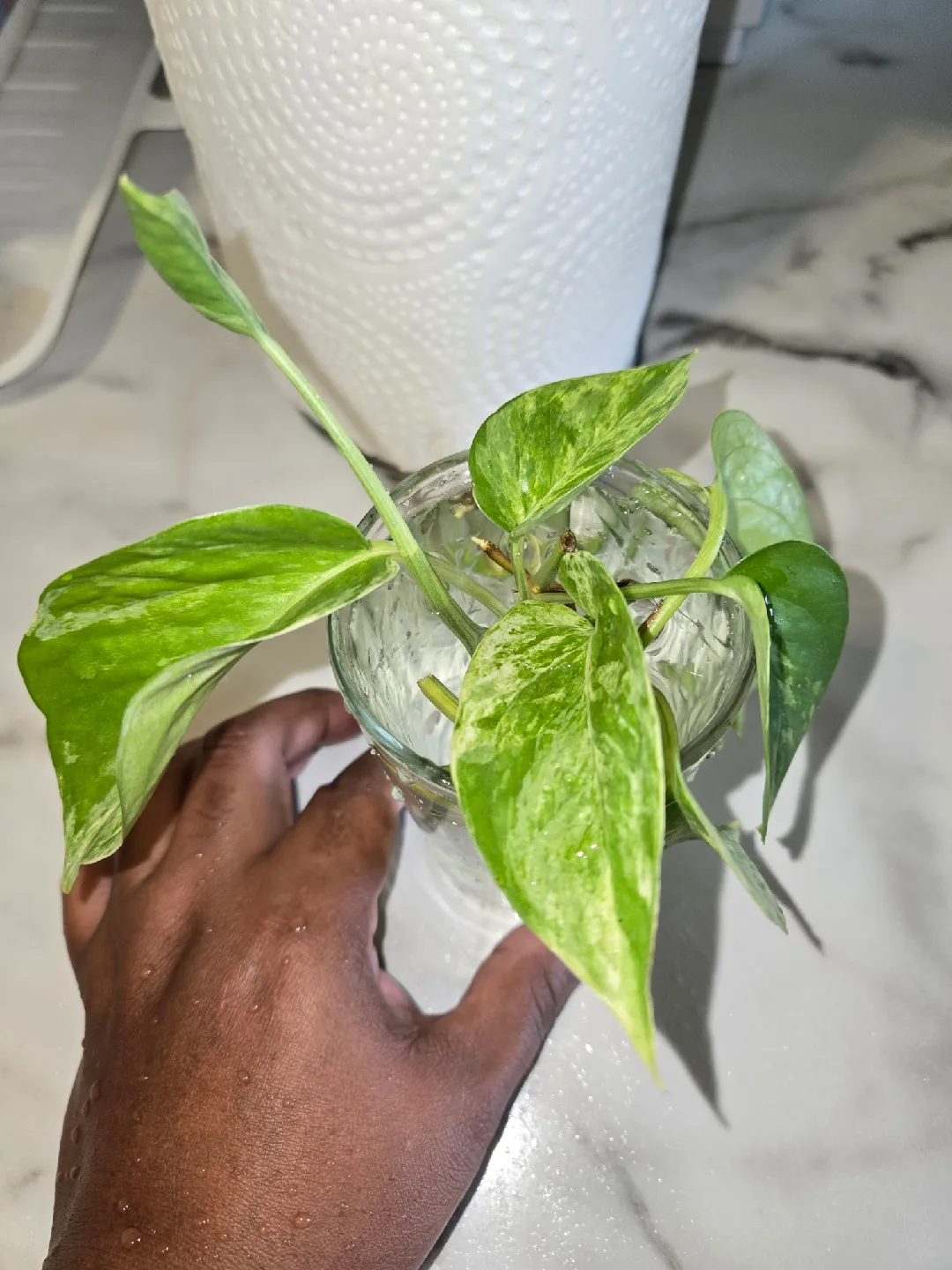 Pothos Plant, CUTTINGS, MARBLE QUEEN✨️👑 thumbnail