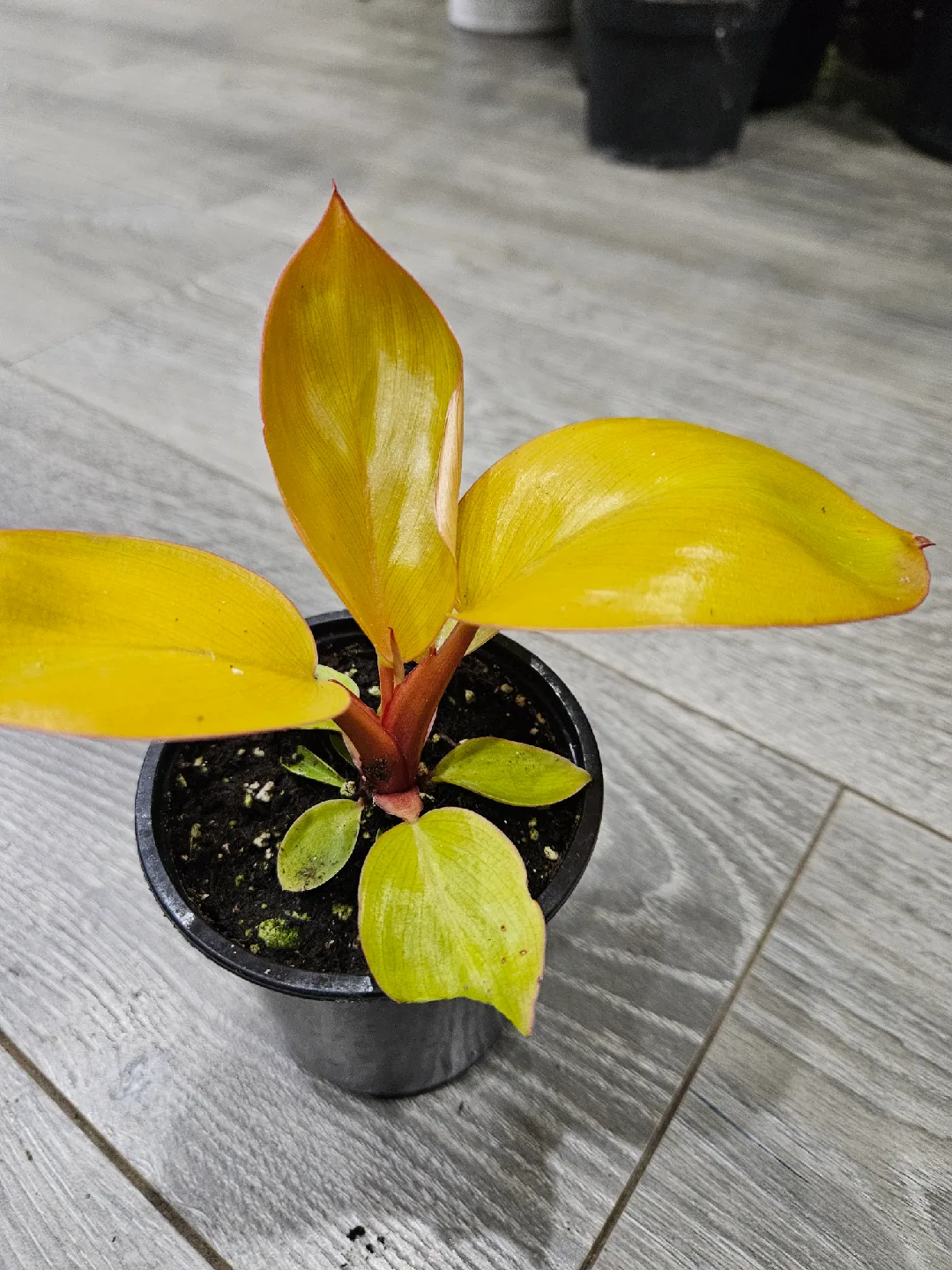 Philodendron  mars image indicator(2)