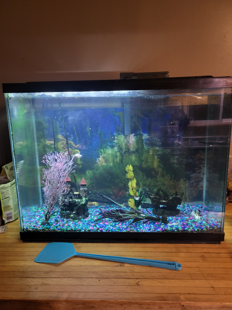 Fish Tank with Accessories