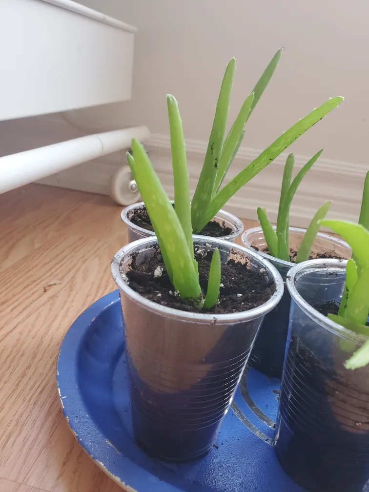 Aloe Vera Plant image indicator(2)