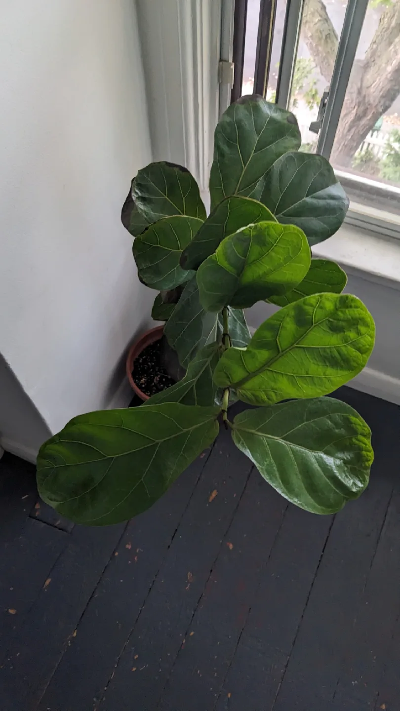 Fiddle Leaf Fig Plant image indicator(2)