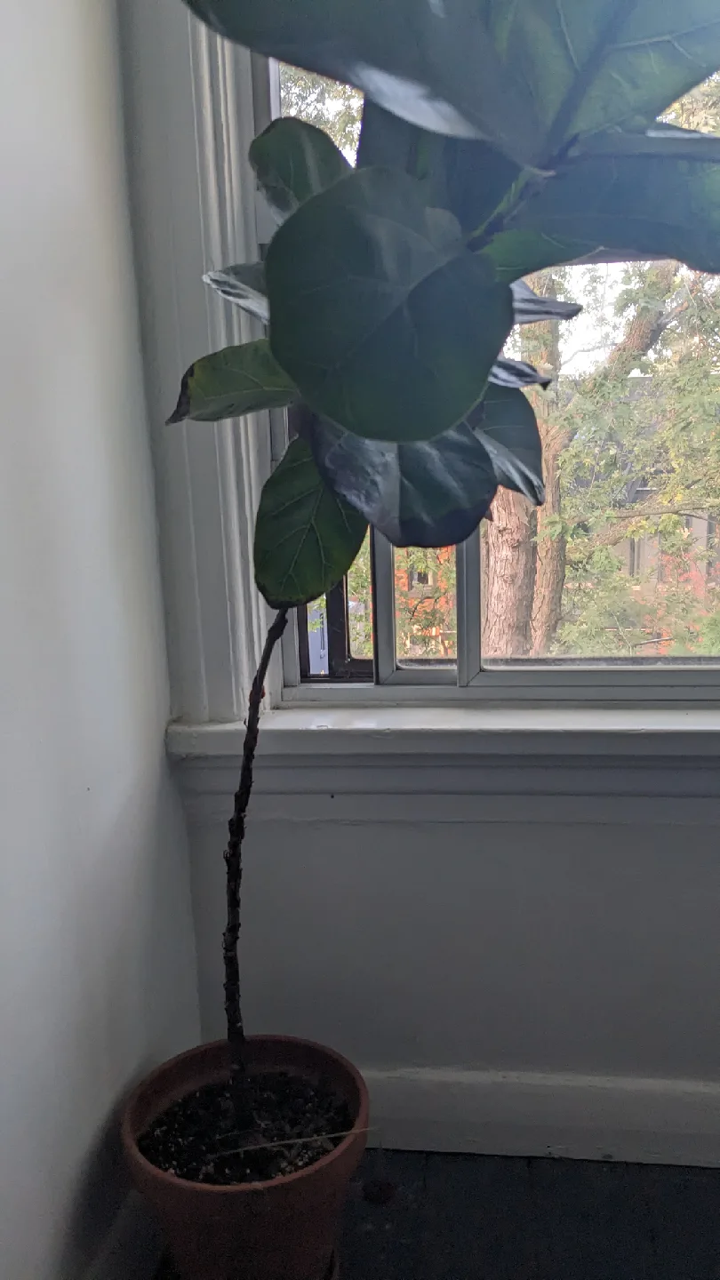 Fiddle Leaf Fig Plant image indicator(3)