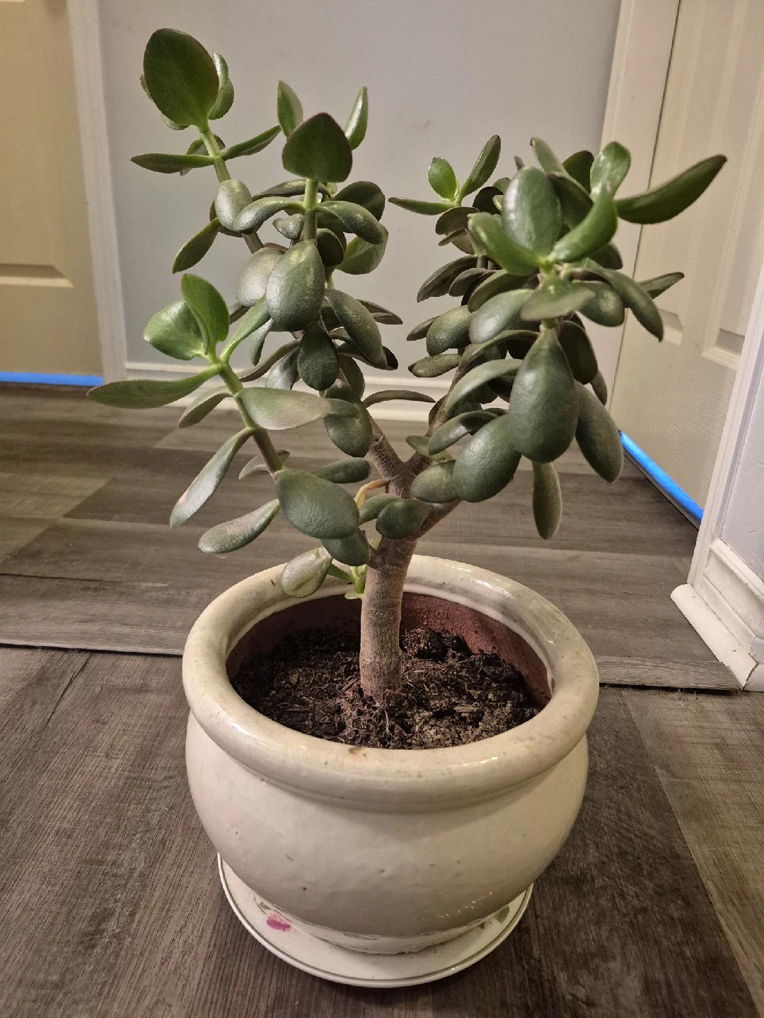 Jade Plant in Ceramic Pot