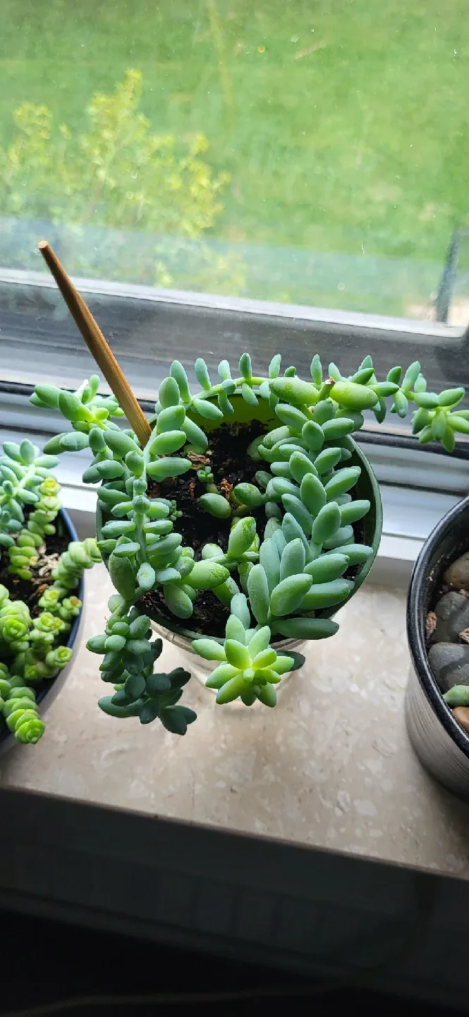 Burro's Tail succulent thumbnail