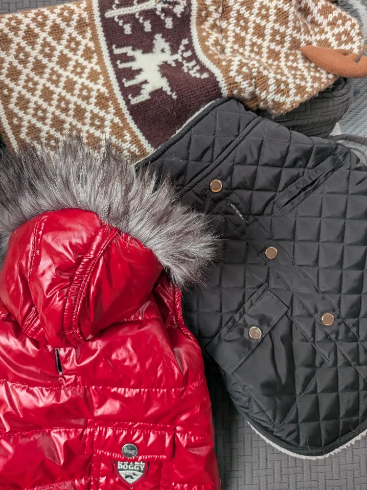 THREE Small dog coats and sweater, SMALL image indicator(3)