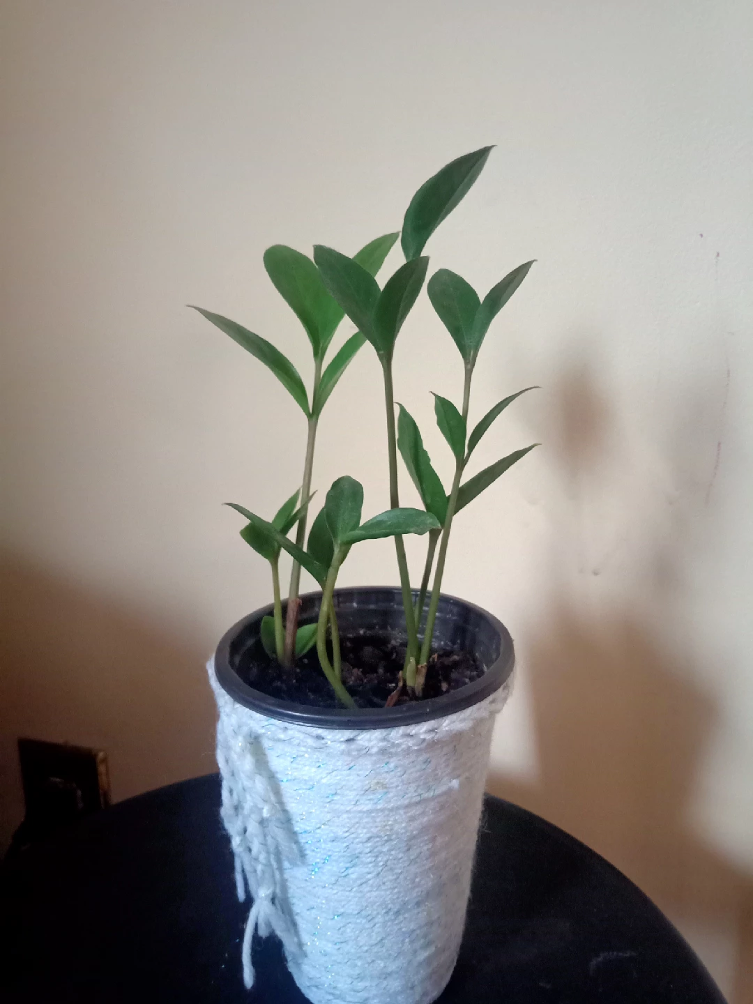 ZZ Plant - photo 3