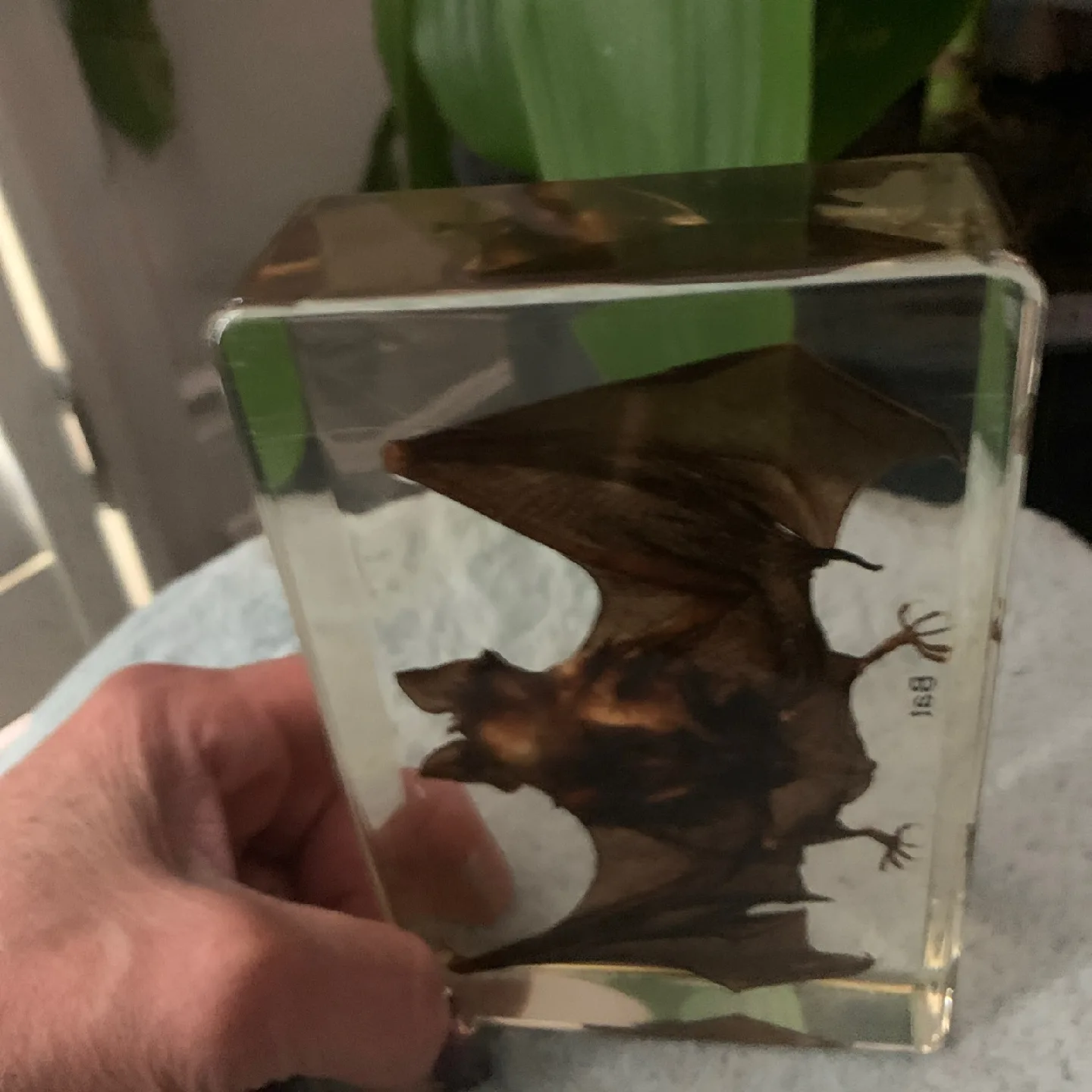 Bat Specimen in Lucite image indicator(6)