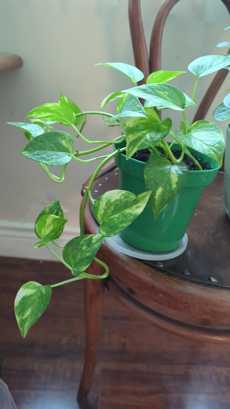 Pothos Plant in Green Pot thumbnail