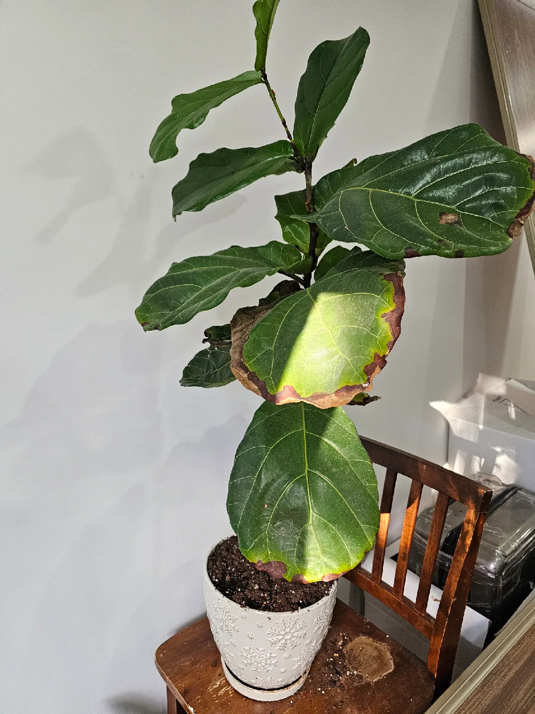 Fiddle Leaf Fig Plant thumbnail