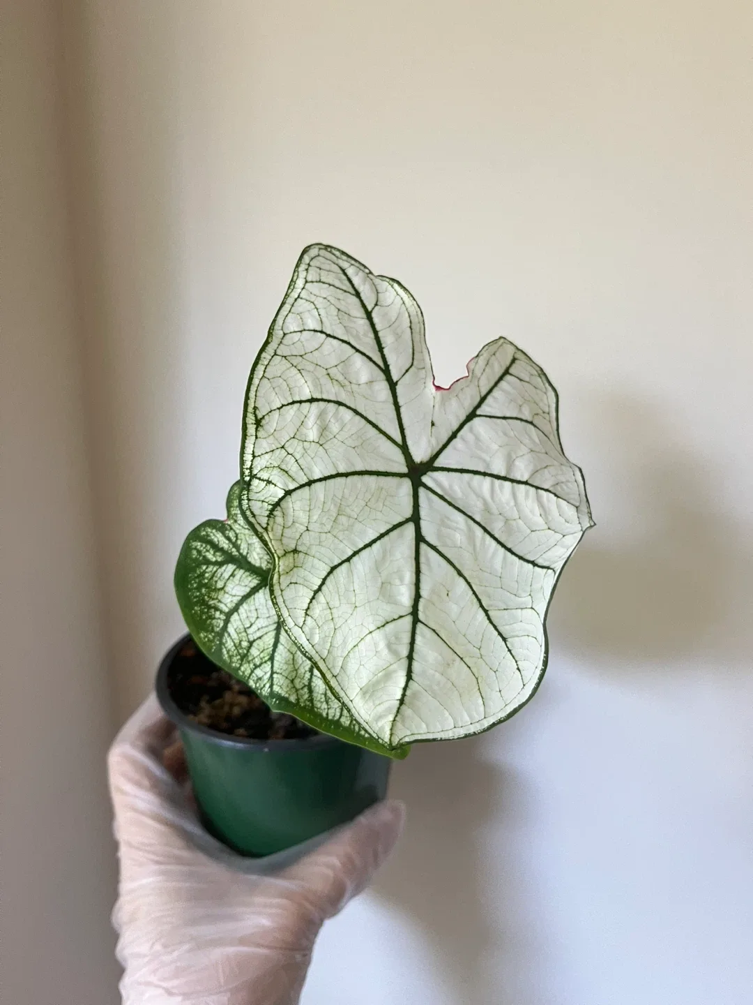 Caladium 'Candidum Senior' in 4” pot thumbnail