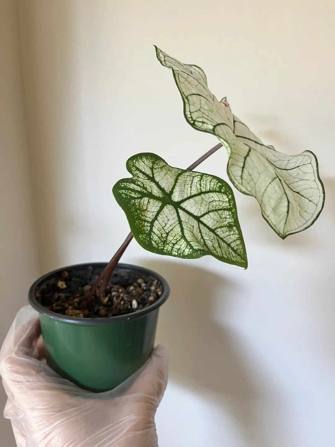 Caladium 'Candidum Senior' in 4” pot thumbnail