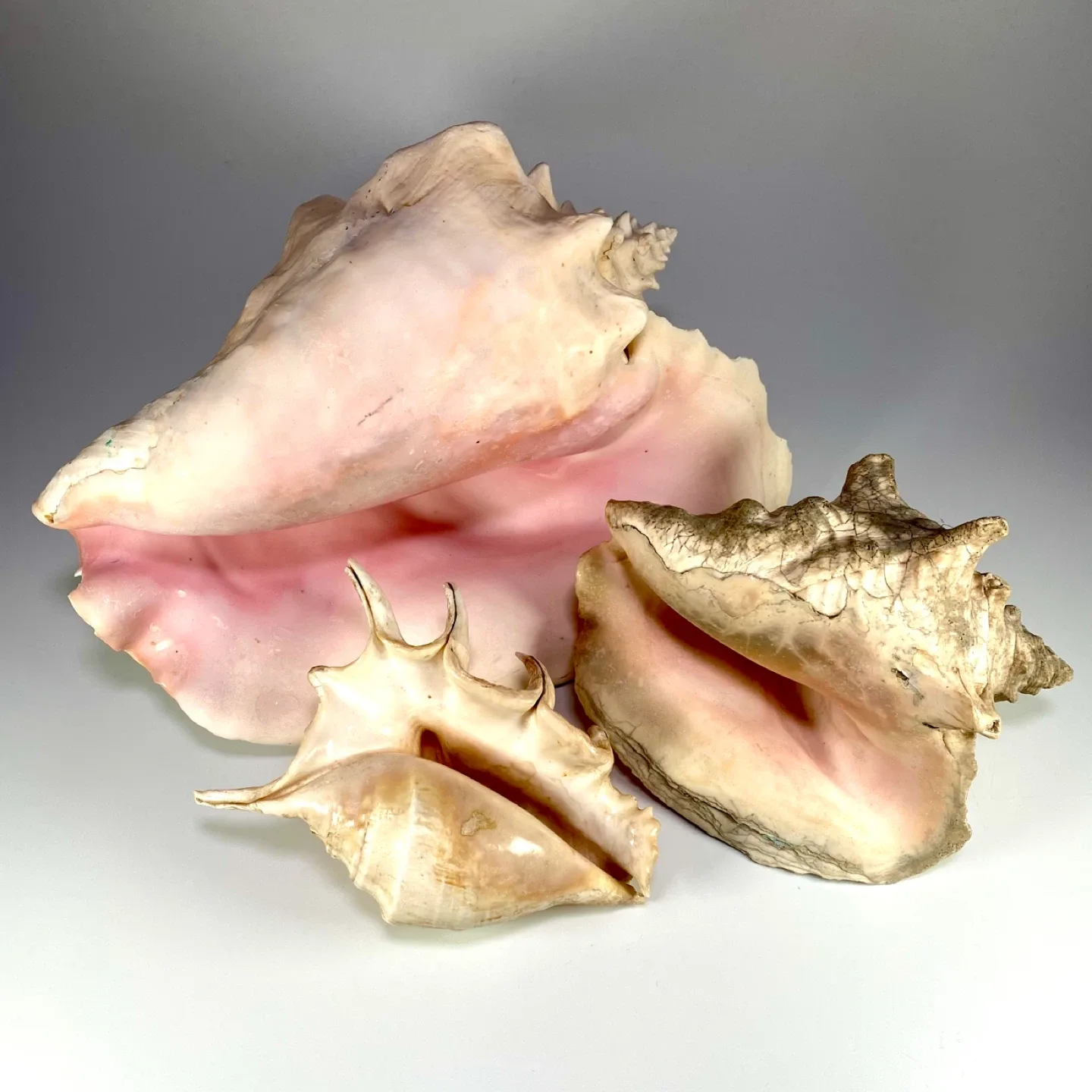 3x Large Conch Shells thumbnail