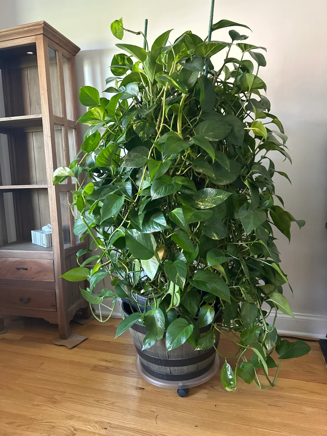 Healthy Philodendron Plant